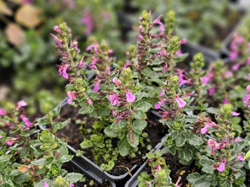 Deze Gamander struik bloeit van juni tot september roze