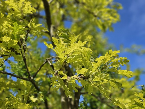Quercus cerris 'Marmor Star' zomerblad