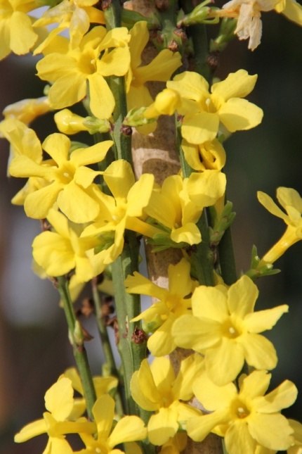Jasminum Nudiflorum, winterjasmijn