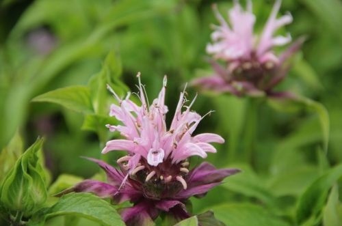 Bergamot plant - Monarda 'Beauty of Cobham'