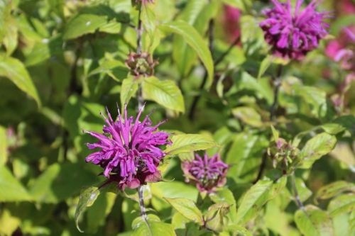 Bergamot 'Prarienacht' - Monarda 'Prarienacht'
