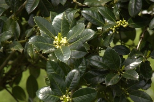 Ilex aquifolium 'J.C. van Tol' boompje op stam