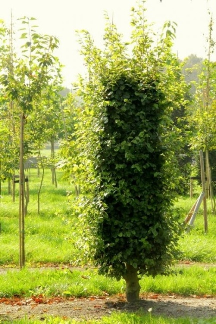Beuk - Fagus sylvatica