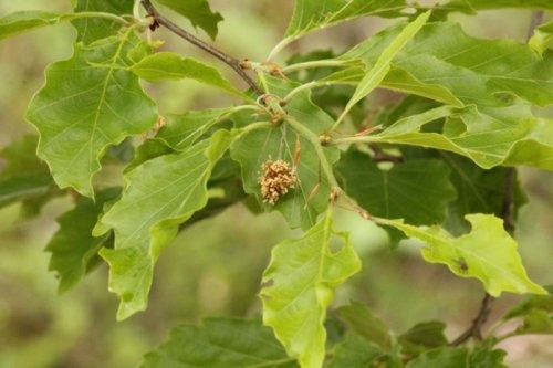 Beuk 'Grandidentata' detailfoto