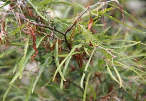 Beuk 'Mercedes' blad en takje