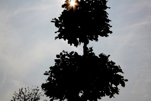 Beuk, tuinbonsai in groen blad