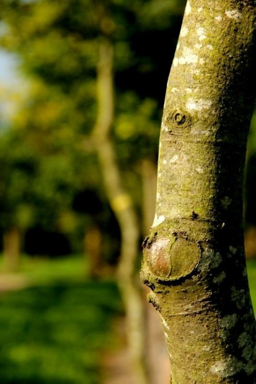 Beuk - Fagus sylvatica