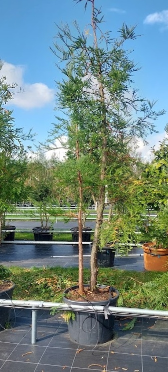 Kustmammoetboom
