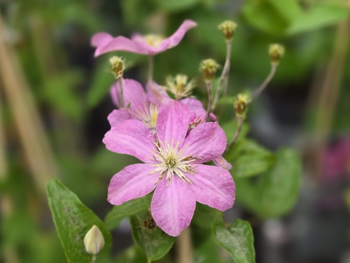Bosrank 'Comtesse de Bouchaud' is een klimplant met lila roze bloemen