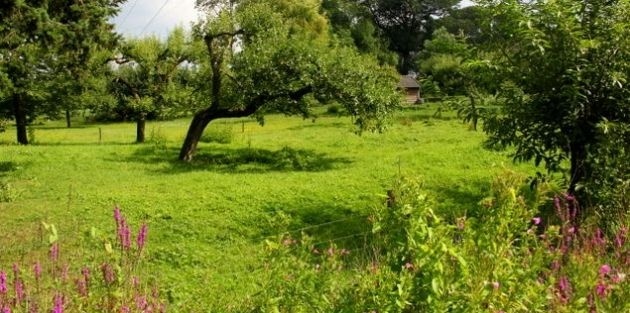 Biodiversiteit in de boomgaard of fruittuin
