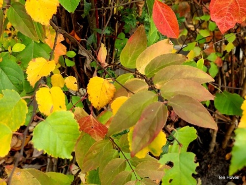 Acer campestre