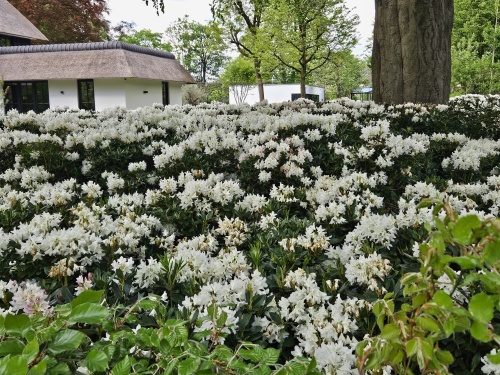 Rododendron 'Cunningham's White' stijlvol in wolken toegepast