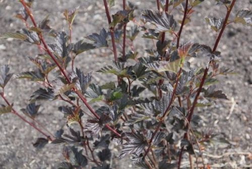 Blaasspirae 'Red Baron' - vakbeplanting 