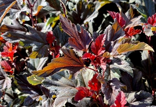 Blaasspiraea 'Diable d'Or