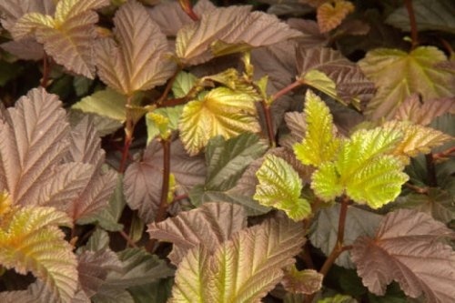 Blaasspiraea 'Diabolo' - vakbeplanting