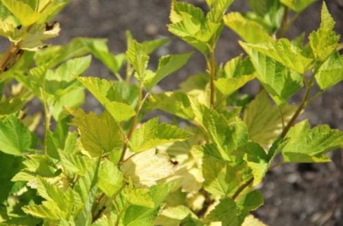 Blaasspiraea 'Luteus' - Physocarpus opulifolius 'Luteus'