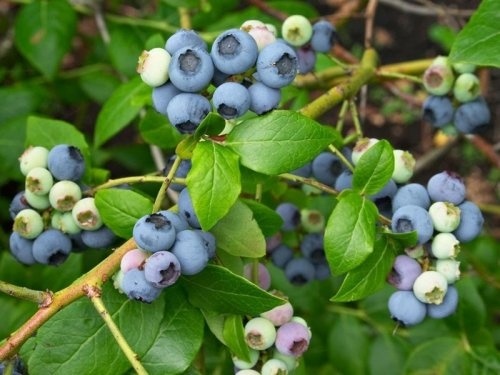 Blauwe bes 'Northblue'