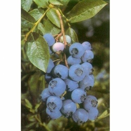 Blauwe bes 'Northland'