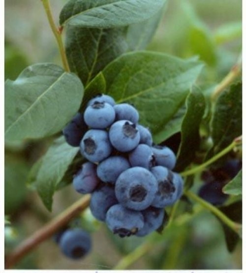 Blauwe bes 'Patriot'