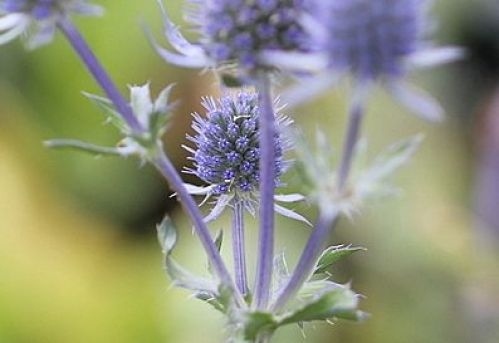 De van oorsprong Siberische blauwe distel