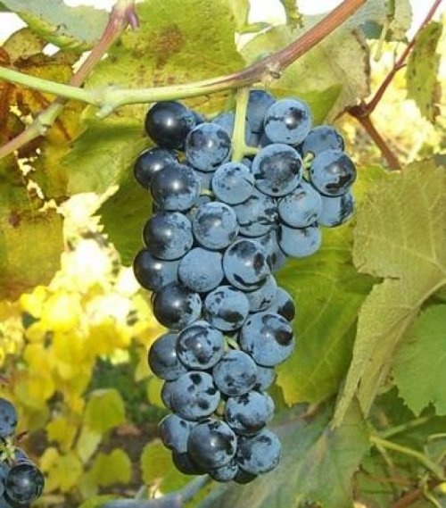 Blauwe druif 'Black Allicante'