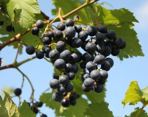 Blauwe druif 'Boskoop Glorie' struiken