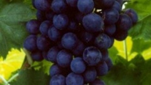 Blauwe druif 'Rembrandt'
