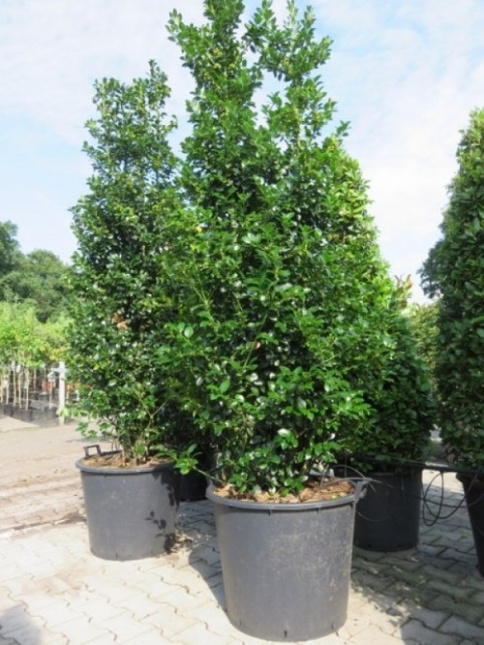 Blauwe Hulst - Ilex meserveae 'Blue Maid'