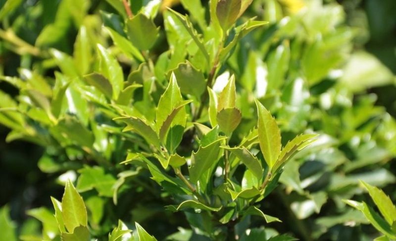 Blauwe hulst, Ilex meserveae 'Blue Maid'