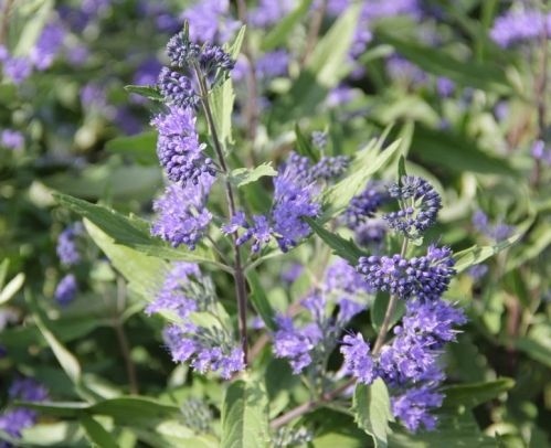 Blauwe spirea - Caryopteris incana