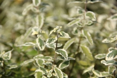 Blauwe spirea 'Sterling Silver'