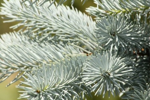 Blauwspar 'Koster' naalden