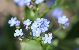 Brunnera