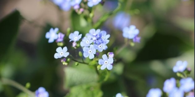 Bloeiende schaduwplanten