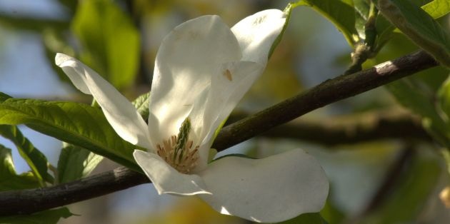 Bloesem bomen