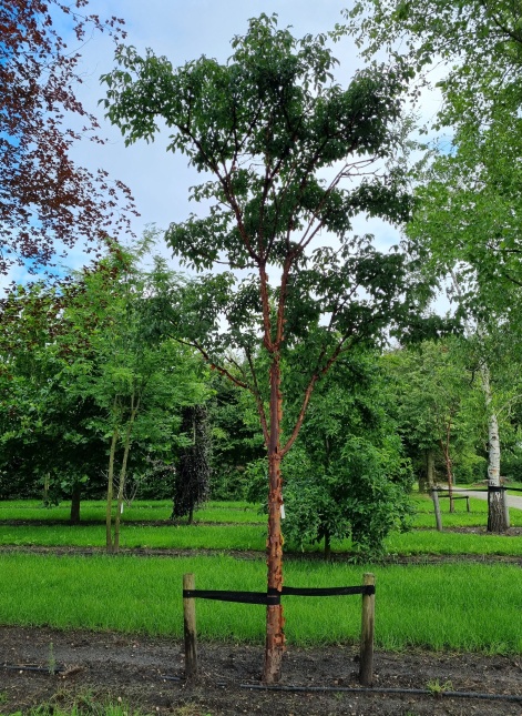 Acer griseum stam met rupsje