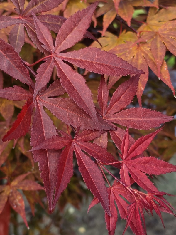 Japanischer Ahorn