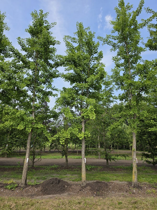 Gingko biloba oder Tempelbaum