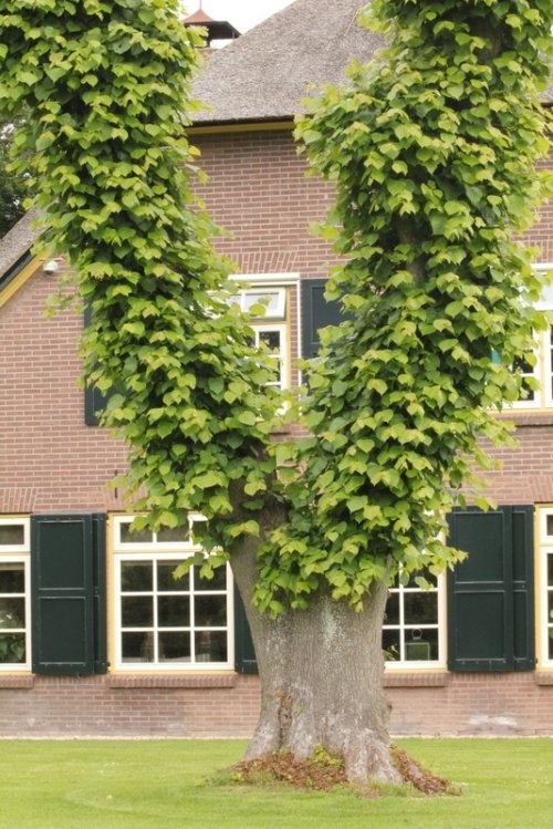 Boerenleilinde - Tilia cv
