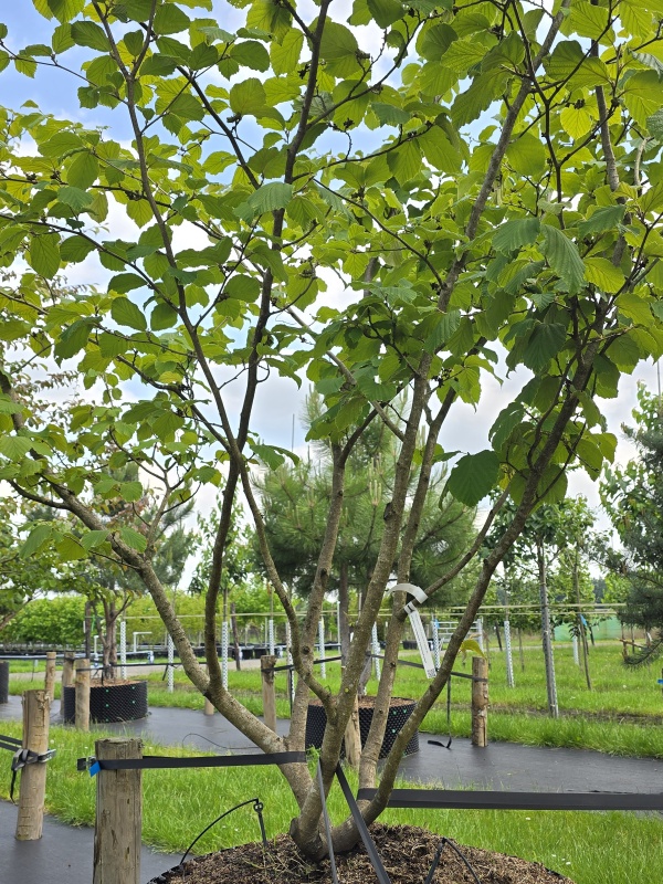 Zaubernuss
