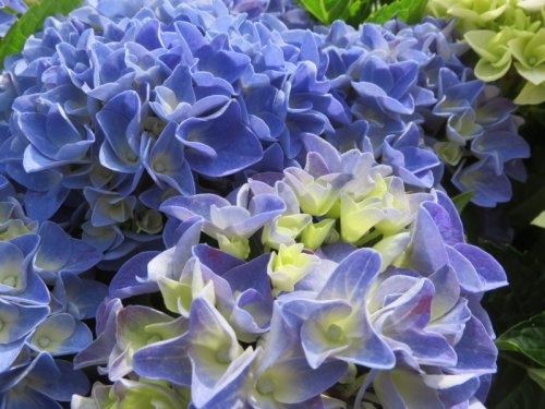 Bolhortensia  - Hydrangea Music Collection 'Blue Boogiewoogie'