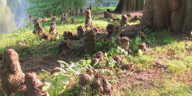 Bomen aan het water