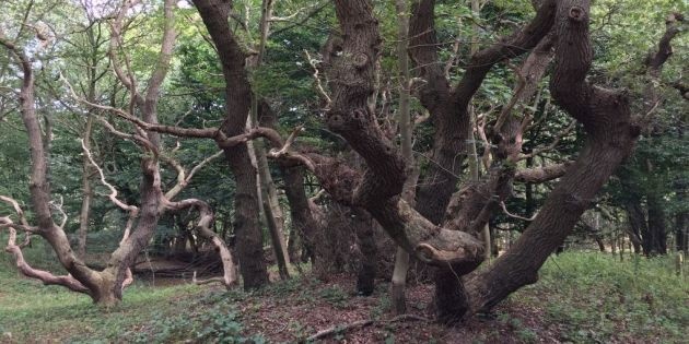 Bomen en planten aan de kust