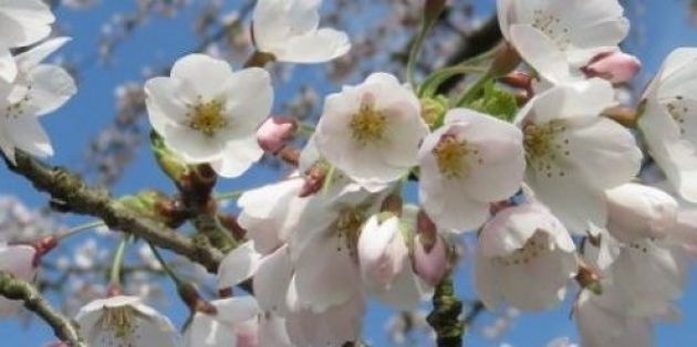 Bomen en struiken online kopen