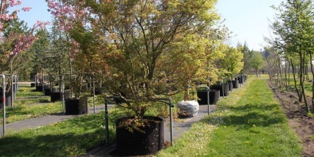 Bomen in airpotten