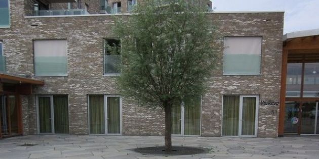 Bomen in bestrating