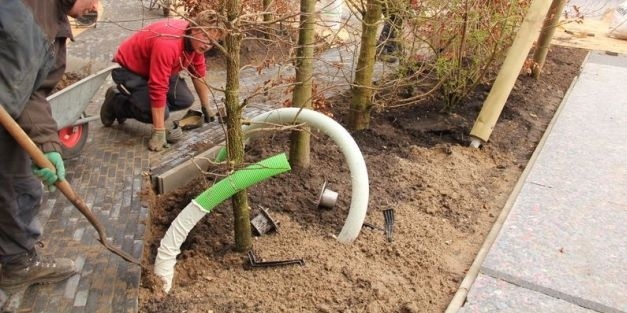 Bomen in verharding