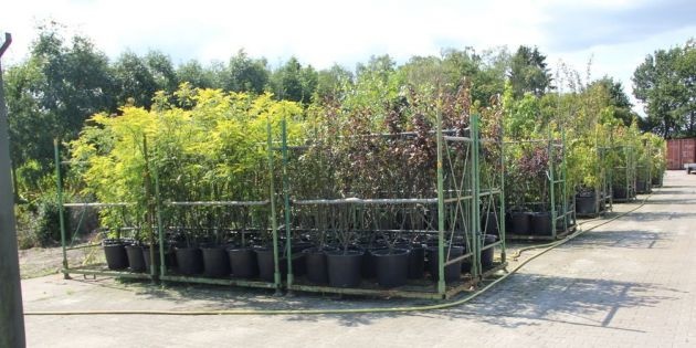Bomen kopen en bezorgen in de randstad