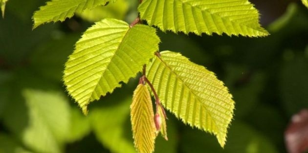 Bomen langs een paardenweide