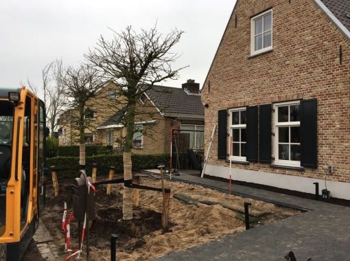 Bomen planten in het voorjaar